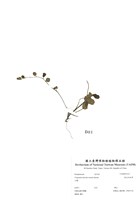 藏品(臺北附地草)的圖片